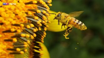 Aurillac : des abeilles attaquent des passants, 3 personnes dans un état grave | TF1 INFO