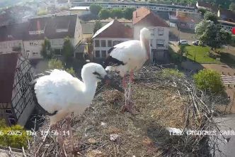 Télé-Cigognes, ours en live et nourrissage de canards : l'engouement pour la nature en streaming