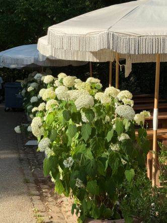 Bel alignement de potées d’hydrangéas ‘Annabelle’ dans le parc des Buttes-Chaumont (Paris 19e)