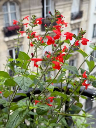 Salvia coccinea ‘Grand Sage', toujours plus haute et fleurie