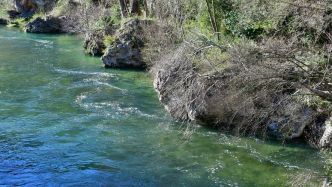"Des algues nocives pour les animaux et les enfants"... Des cyanobactéries identifiées dans le Tarn et la Dourbie