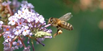 Des abeilles attaquent des passants, plusieurs blessés dont trois en urgence absolue