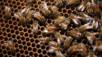 Cantal : une vingtaine de personnes attaquées par des abeilles, trois blessés graves