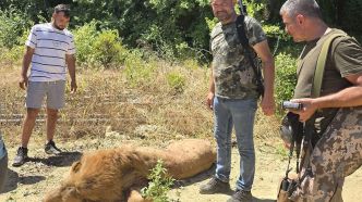 « J'ai serré son cou et il a reculé » : un ouvrier se bat avec un lion échappé d'un zoo en Turquie