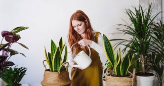 Voici la plante idéale pour celles et ceux qui oublient toujours de les arroser (elle survit un mois sans eau)