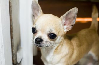 Tombé dans une crevasse de huit mètres, un homme sauvé par... son chihuahua