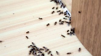 Ces astuces naturelles avec des produits du quotidien pour éradiquer les fourmis