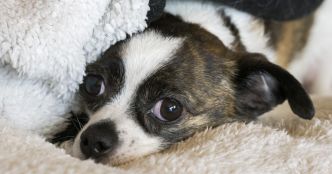 Suisse. Un homme tombé dans une crevasse retrouvé grâce à... son chihuahua