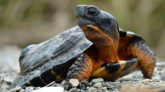 Ingrid St-Pierre à la rescousse des tortues des bois