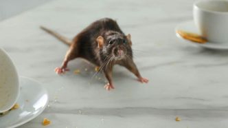 Cette astuce très efficace et redoutable pour se débarrasser des rats en quelques secondes