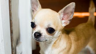 Suisse: un homme tombé dans une crevasse sauvé "grâce au comportement" de son chihuahua