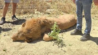 "Il me mordait les mollets et le cou, je l'ai attrapé par le cou et je l'ai serré" : un fermier raconte sa terrifiante rencontre en pleine nuit avec Zeus, un lion évadé d'un zoo
