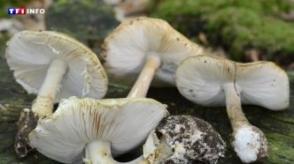Australie : une femme reconnue coupable d'un triple meurtre aux champignons vénéneux | TF1 INFO