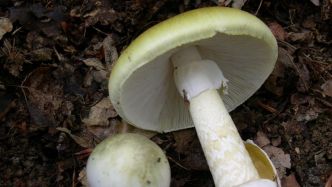 Elle sert des champignons vénéneux à sa belle-famille et tue trois personnes : l'accusée reconnue coupable de triple meurtre