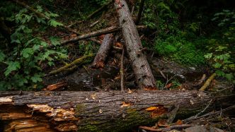 Elle se promenait avec un couple d'amis : une femme meurt écrasée par un arbre après une violente tempête