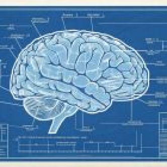 Voici l'architecte inattendu du cerveau humain