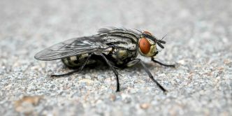 Qui mieux qu'une mouche pour faire le ménage ?