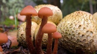 Meurtre aux champignons vénéneux en Australie :  l'accusée reconnue coupable