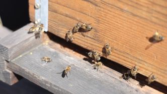 Trois personnes hospitalisées après une attaque d'abeilles à Aurillac, dans le Cantal
