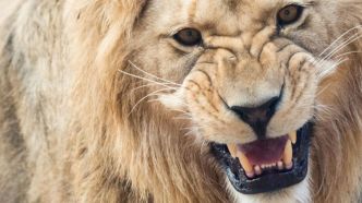 « L'animal l'a attrapée par le bras » : une femme grièvement blessée, après avoir été attaquée par un lion en Australie