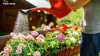 Ce que vous devez absolument faire avant de partir en vacances pour que votre jardin survive en votre absence | TF1 INFO