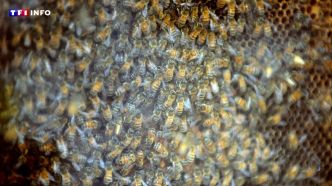 Aurillac : attaque de 24 personnes par des abeilles, des mesures prises sans attendre | TF1 INFO