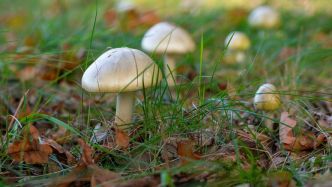 Elle avait cuisiné du Bœuf Wellington aux champignons mortels : une quinquagénaire reconnue coupable du meurtre de trois membres de sa belle-famille