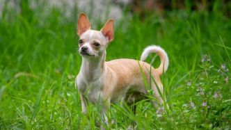 Il tombe dans un trou de 8 mètres de profondeur : son chihuahua lui sauve miraculeusement la vie