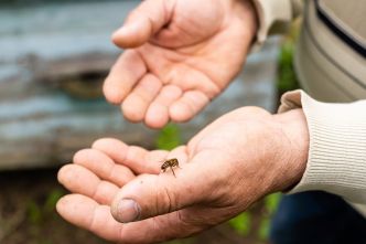 Piqûre d'abeille : réaction, gonflement le lendemain, que mettre dessus ?