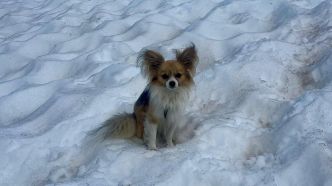 Comment ce chihuahua a sauvé la vie de son maître tombé dans une crevasse