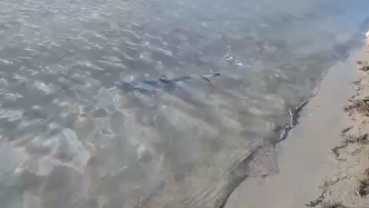 Il était "manifestement inoffensif et surtout égaré" : un requin peau bleue filmé au bord de la plage du Grau-du-Roi