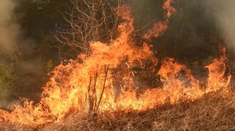 Incendie dans l'Aude : le feu maîtrisé après avoir ravagé 430 hectares