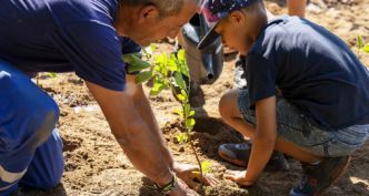 Une microforêt plantée au cœur de la capitale