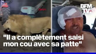 Turquie: un lion s'échappe d'un zoo et attaque un ouvrier agricole avant d'être abattu