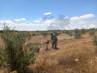 Siliana : Récupération d'un terrain forestier d'une superficie de 7 hectares à kesra