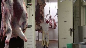 Cause animale : des activistes ont bloqué simultanément six abattoirs en France et aux Pays-Bas