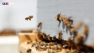 "Il n'y avait jamais eu de problème" : le maire d'Aurillac réagit après la virulente attaque d'abeilles qui a envoyé 3 personnes à l'hôpital | TF1 INFO