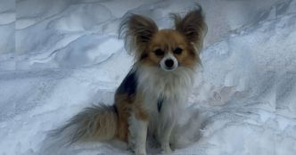 Tombé dans une crevasse en Suisse, il est sauvé par son chihuaha !