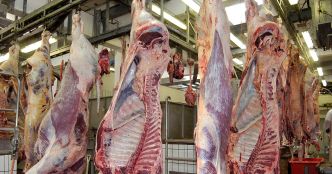 Abattoirs et sous-produits animaux : des prescriptions plus strictes désormais applicables au titre des ICPE