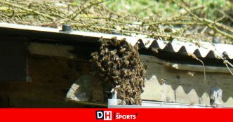 Violente attaque d'un essaim d'abeilles en France : trois personnes hospitalisées en urgence absolue !