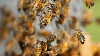 Attaque d'abeilles ou piqûre isolée : comment réagir et reconnaître les symptômes d'une allergie