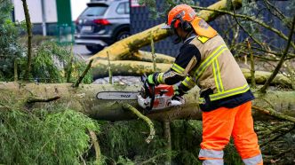 « Vue imprenable sur l'océan » : il abat 16 arbres sur le terrain de sa voisine pour offrir une meilleure vue à sa maison