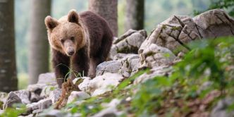 Un motard s'arrête à cause d'un ours sur la route, l'animal l'emporte et le tue dans un ravin 80 mètres plus bas