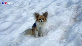 Tombé dans une crevasse en Suisse, un homme sauvé grâce à son chihuahua | TF1 INFO