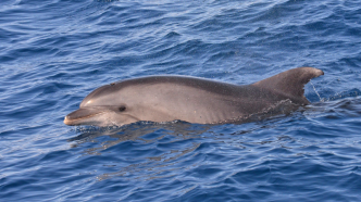 Dauphin échoué à Hammam Lif ....  un phénomène naturel?