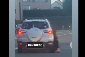 « Une chasse à l'homme » : la mort d'un chien qui soulève une inquiétante spirale de violence