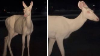 Il se rend au travail et tombe nez à nez avec un... cerf albinos, les photos sont incroyables