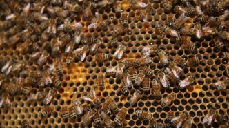 Attaque d'abeilles à Aurillac : la ville envisage d'interdire les ruchers