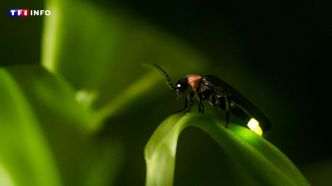 Pourquoi vous avez intérêt à préserver les lucioles de votre jardin | TF1 INFO