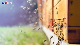 Violente attaque d'abeilles à Aurillac : qu'est-ce qui les rend si agressives ? | TF1 INFO